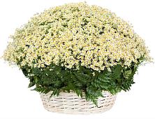 Цветочная композиция из Ромашки в корзине #REPLACE_PRED# Клину
